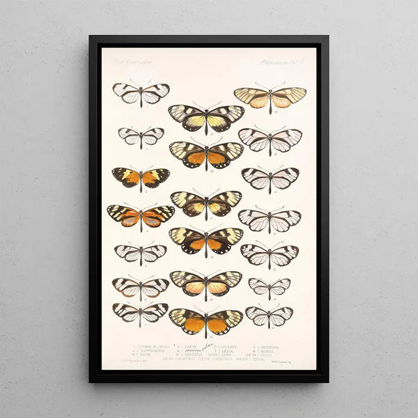 Insecta Lepidoptera Rhopalocera Pl 005 - Frederick DuCane Godman — framed artwork on a wall