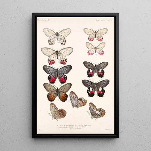 Insecta Lepidoptera Rhopalocera Pl 006 - Frederick DuCane Godman — framed artwork on a wall