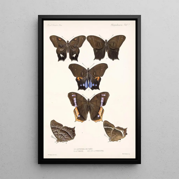 Insecta Lepidoptera Rhopalocera Pl 007 - Frederick DuCane Godman — framed artwork on a wall