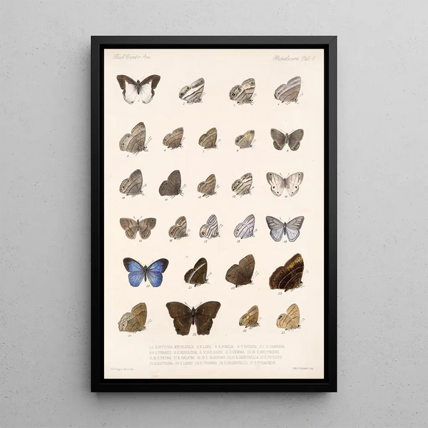 Insecta Lepidoptera Rhopalocera Pl 008 - Frederick DuCane Godman — framed artwork on a wall