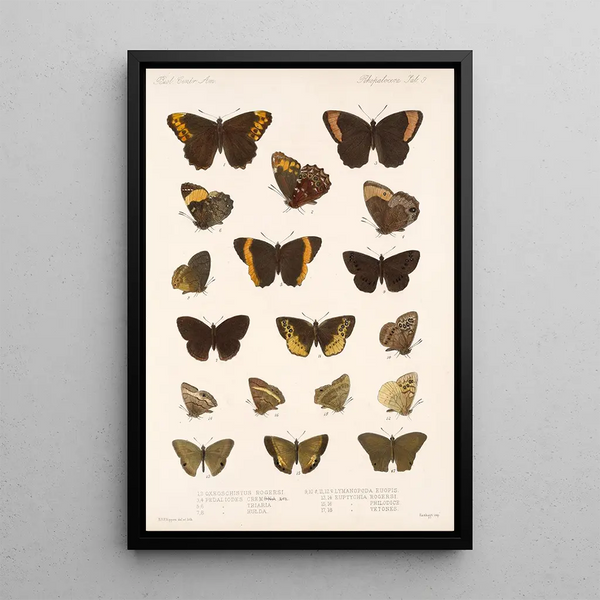 Insecta Lepidoptera Rhopalocera Pl 009 - Frederick DuCane Godman — framed artwork on a wall