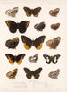 Insecta Lepidoptera Rhopalocera Pl 010 - Frederick DuCane Godman — artwork view