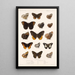 Insecta Lepidoptera Rhopalocera Pl 010 - Frederick DuCane Godman — framed artwork on a wall