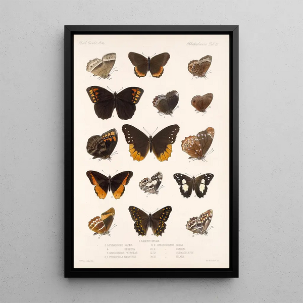 Insecta Lepidoptera Rhopalocera Pl 010 - Frederick DuCane Godman — framed artwork on a wall