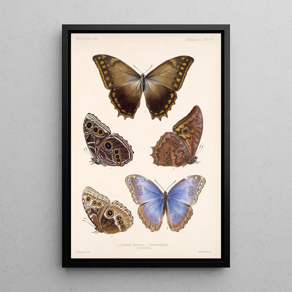 Insecta Lepidoptera Rhopalocera Pl 011 - Frederick DuCane Godman — framed artwork on a wall