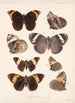 Insecta Lepidoptera Rhopalocera Pl 012 - Frederick DuCane Godman — artwork view