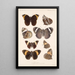 Insecta Lepidoptera Rhopalocera Pl 012 - Frederick DuCane Godman — framed artwork on a wall