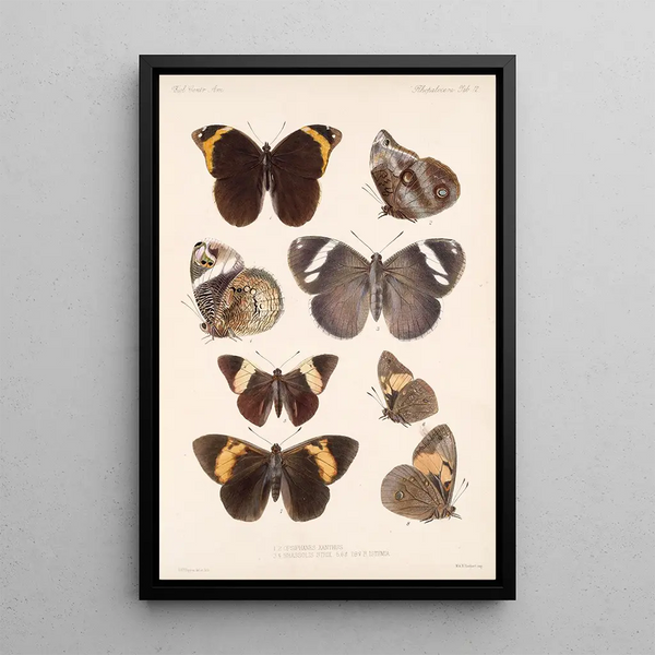 Insecta Lepidoptera Rhopalocera Pl 012 - Frederick DuCane Godman — framed artwork on a wall