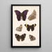 Insecta Lepidoptera Rhopalocera Pl 013 - Frederick DuCane Godman — framed artwork on a wall