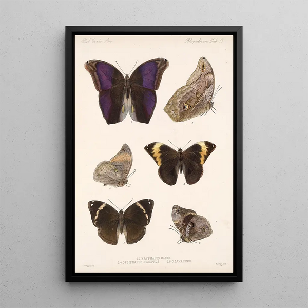 Insecta Lepidoptera Rhopalocera Pl 013 - Frederick DuCane Godman — framed artwork on a wall