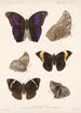 Insecta Lepidoptera Rhopalocera Pl 013 - Frederick DuCane Godman — artwork view