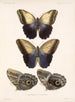 Insects Lepidoptera Rhopalocera Pl 014 - Frederick Du Cane Godman — artwork view