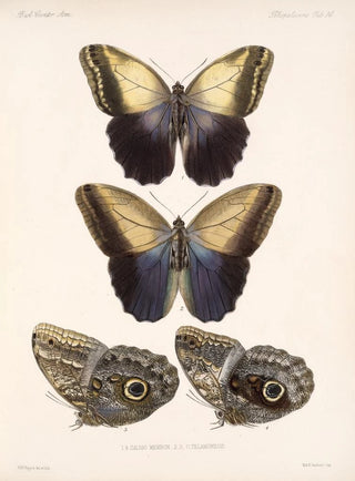 Frederick DuCane Godman - Insecta LepidopteraRhopalocera Pl 014.webp