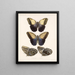 Insects Lepidoptera Rhopalocera Pl 014 - Frederick Du Cane Godman — framed artwork on a wall