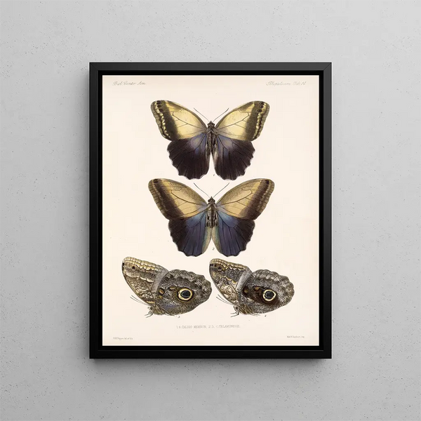 Insects Lepidoptera Rhopalocera Pl 014 - Frederick Du Cane Godman — framed artwork on a wall