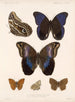 Insects Lepidoptera Rhopalocera Pl 015 - Frederick Du Cane Godman — artwork view