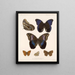 Insects Lepidoptera Rhopalocera Pl 015 - Frederick Du Cane Godman — framed artwork on a wall