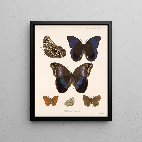 Insects Lepidoptera Rhopalocera Pl 015 - Frederick Du Cane Godman — framed artwork on a wall