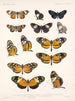 Insects Lepidoptera Rhopalocera Pl 016 - Frederick Du Cane Godman — artwork view