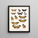 Insects Lepidoptera Rhopalocera Pl 016 - Frederick Du Cane Godman — framed artwork on a wall