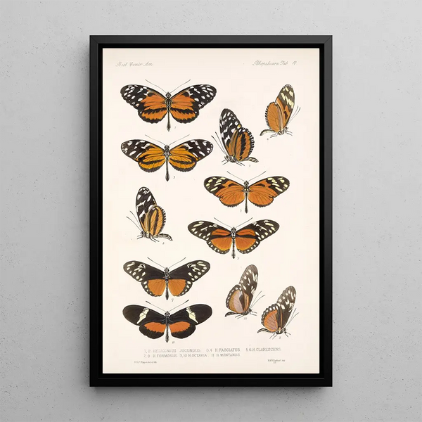 Insecta Lepidoptera Rhopalocera Pl 017 - Frederick DuCane Godman — framed artwork on a wall