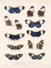 Insects Lepidoptera Rhopalocera Pl 018 - Frederick Du Cane Godman — artwork view