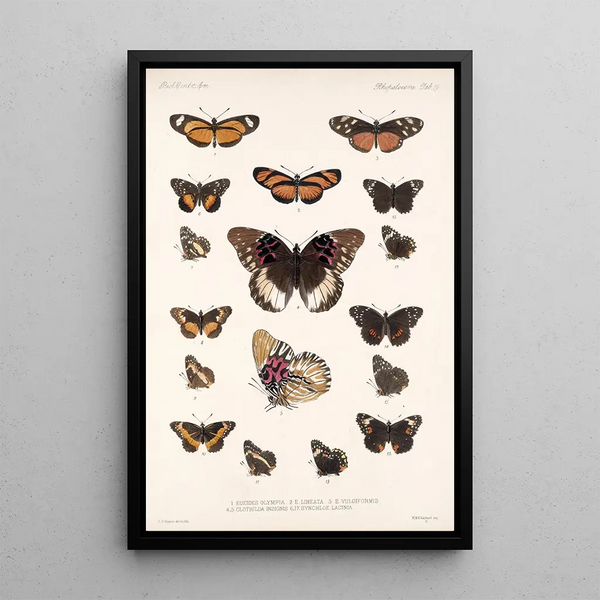 Insecta Lepidoptera Rhopalocera Pl 019 - Frederick DuCane Godman — framed artwork on a wall