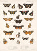 Insecta Lepidoptera Rhopalocera Pl 020 - Frederick DuCane Godman — artwork view
