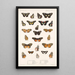 Insecta Lepidoptera Rhopalocera Pl 020 - Frederick DuCane Godman — framed artwork on a wall