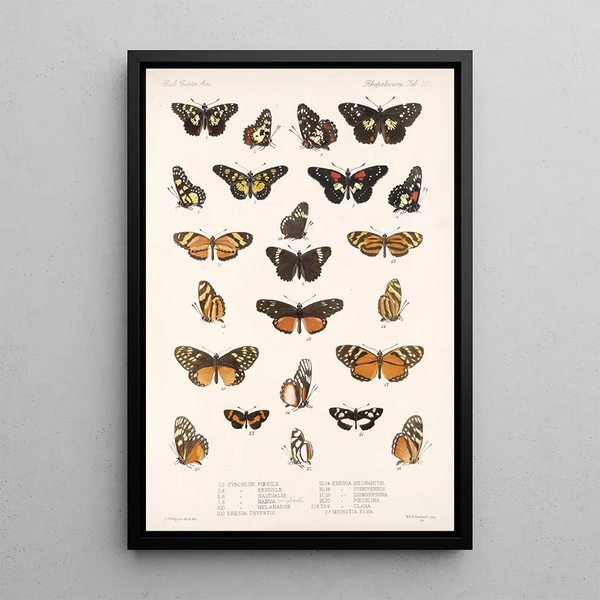 Insecta Lepidoptera Rhopalocera Pl 020 - Frederick DuCane Godman — framed artwork on a wall