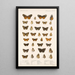 Insecta Lepidoptera Rhopalocera Pl 021 - Frederick DuCane Godman — framed artwork on a wall