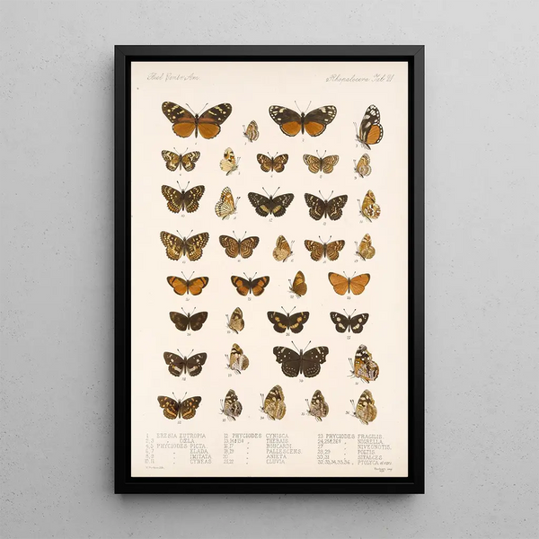Insecta Lepidoptera Rhopalocera Pl 021 - Frederick DuCane Godman — framed artwork on a wall