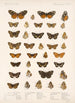 Insecta Lepidoptera Rhopalocera Pl 021 - Frederick DuCane Godman — artwork view