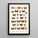 Insecta Lepidoptera Rhopalocera Pl 022 - Frederick DuCane Godman — framed artwork on a wall
