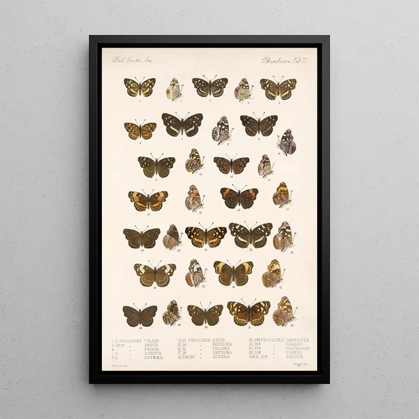 Insecta Lepidoptera Rhopalocera Pl 022 - Frederick DuCane Godman — framed artwork on a wall