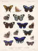 Insects Lepidoptera Rhopalocera Pl 023 - Frederick Du Cane Godman — artwork view