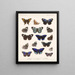 Insects Lepidoptera Rhopalocera Pl 023 - Frederick Du Cane Godman — framed artwork on a wall