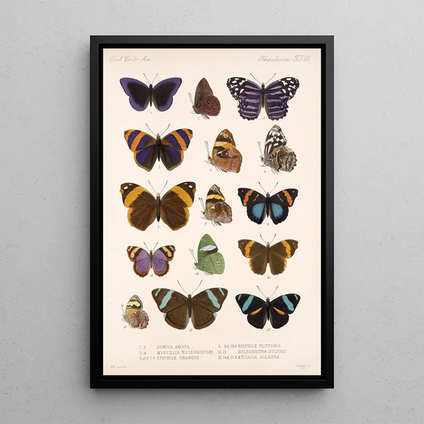Insecta Lepidoptera Rhopalocera Pl 024 - Frederick DuCane Godman — framed artwork on a wall