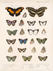 Insectes Lépidoptères Rhopalocères Pl 025 - Frederick Du Cane Godman — artwork view