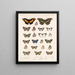 Insectes Lépidoptères Rhopalocères Pl 025 - Frederick Du Cane Godman — framed artwork on a wall