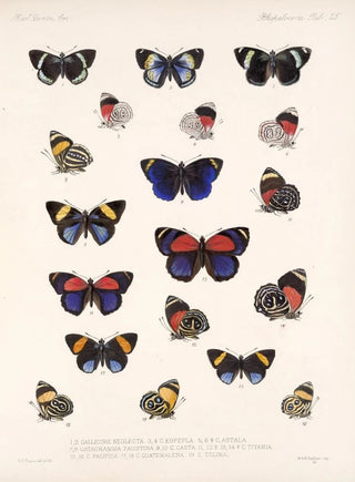 Frederick DuCane Godman - Insecta LepidopteraRhopalocera Pl 026.webp