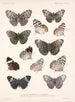 Insects Lepidoptera Rhopalocera Pl 027 - Frederick Du Cane Godman — artwork view