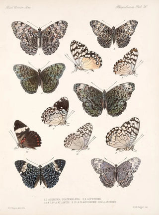 Frederick DuCane Godman - Insecta LepidopteraRhopalocera Pl 027.webp