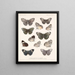Insects Lepidoptera Rhopalocera Pl 027 - Frederick Du Cane Godman — framed artwork on a wall