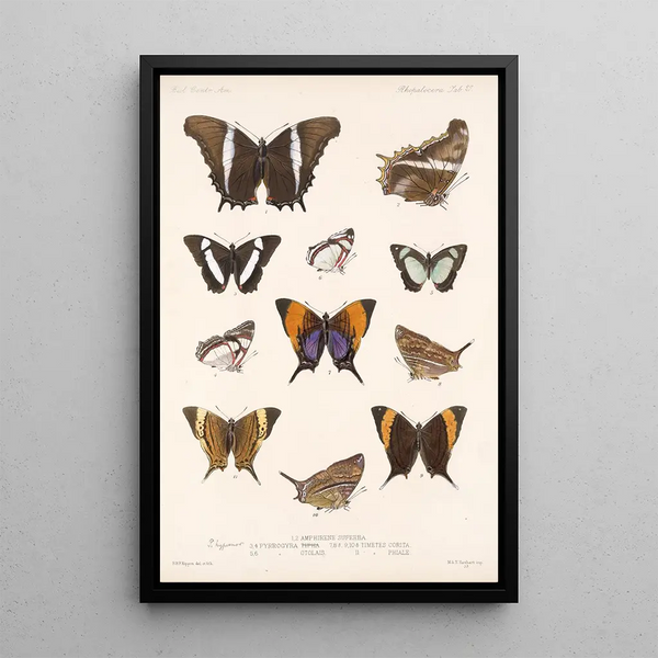 Insecta Lepidoptera Rhopalocera Pl 028 - Frederick DuCane Godman — framed artwork on a wall
