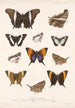 Insecta Lepidoptera Rhopalocera Pl 028 - Frederick DuCane Godman — artwork view