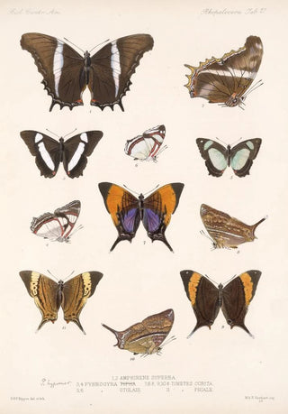 Frederick DuCane Godman - Insecta LepidopteraRhopalocera Pl 028.webp