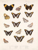Insects Lepidoptera Rhopalocera Pl 029 - Frederick Du Cane Godman — artwork view