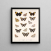 Insects Lepidoptera Rhopalocera Pl 029 - Frederick Du Cane Godman — framed artwork on a wall