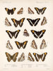 Insects Lepidoptera Rhopalocera Pl 030 - Frederick Du Cane Godman — artwork view
